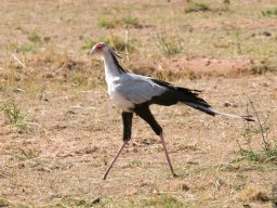 Bologonja_Seronera2009-51